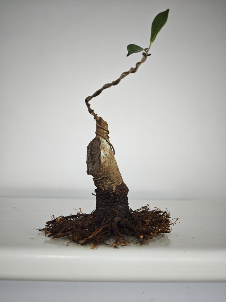 R 4. Ficus retusa 150 euros con envio gratis peninsula.