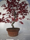 *D 21. Acer palmatum deshojo 220 euros con envio gratis peninsula.