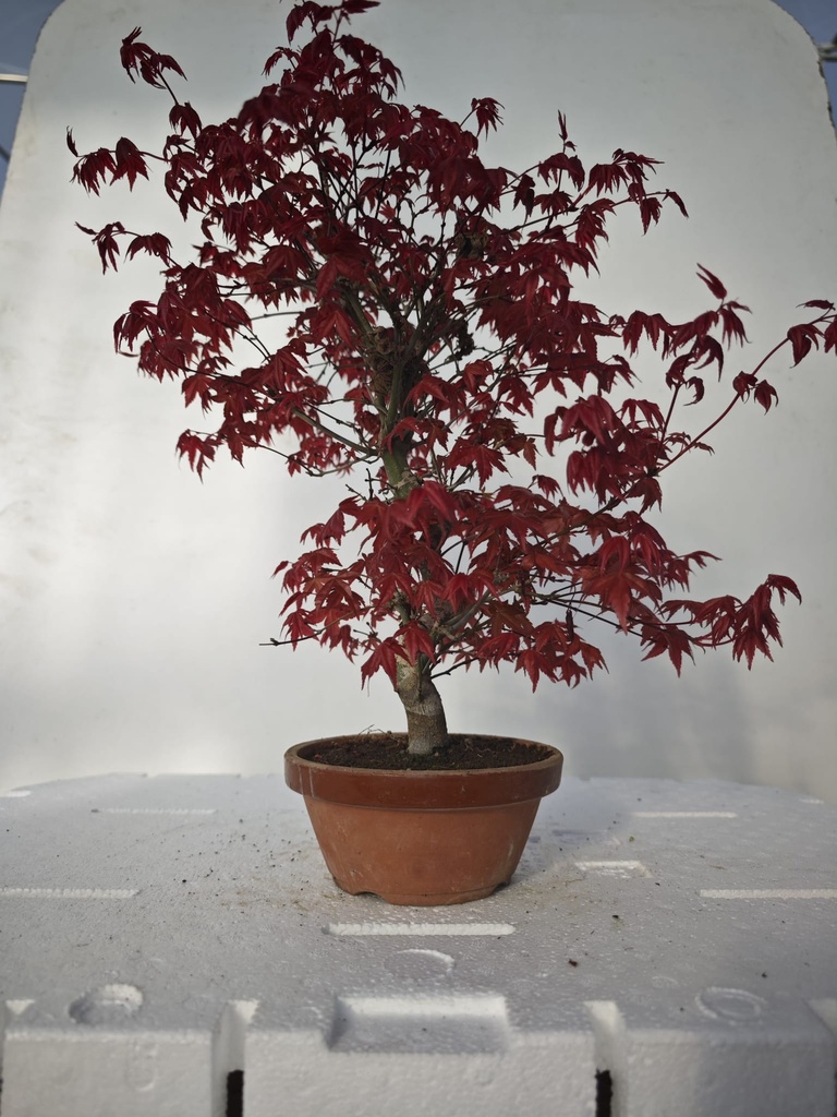 *D 22. Acer palmatum deshojo 220 euros con envio gratis peninsula.