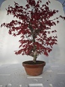 *D 22. Acer palmatum deshojo 220 euros con envio gratis peninsula.