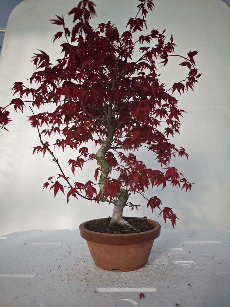 *D 23. Acer palmatum deshojo 220 euros con envio gratis peninsula.