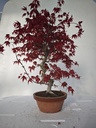 *D 23. Acer palmatum deshojo 220 euros con envio gratis peninsula.