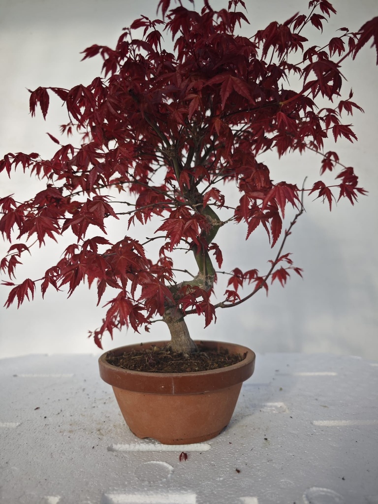 *D 23. Acer palmatum deshojo 220 euros con envio gratis peninsula.