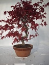 *D 23. Acer palmatum deshojo 220 euros con envio gratis peninsula.