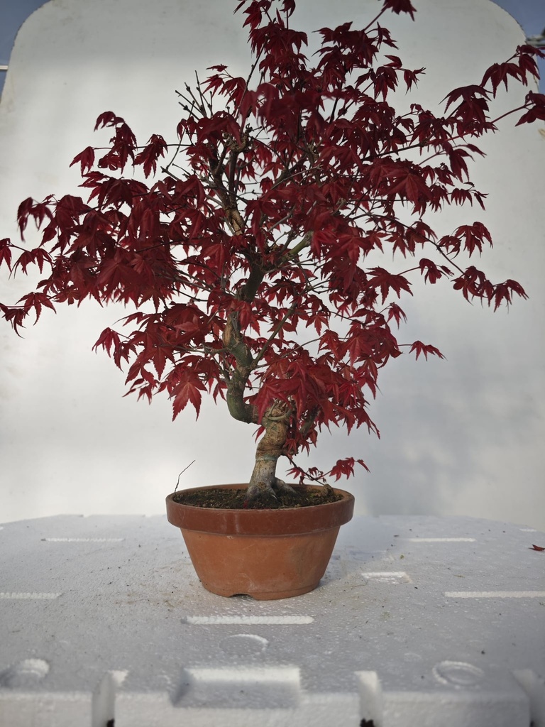 *D 25. Acer palmatum deshojo 220 euros con envio gratis peninsula.