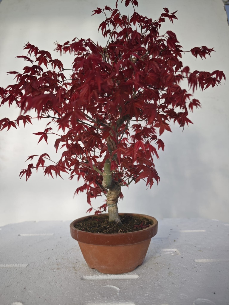 *D 25. Acer palmatum deshojo 220 euros con envio gratis peninsula.