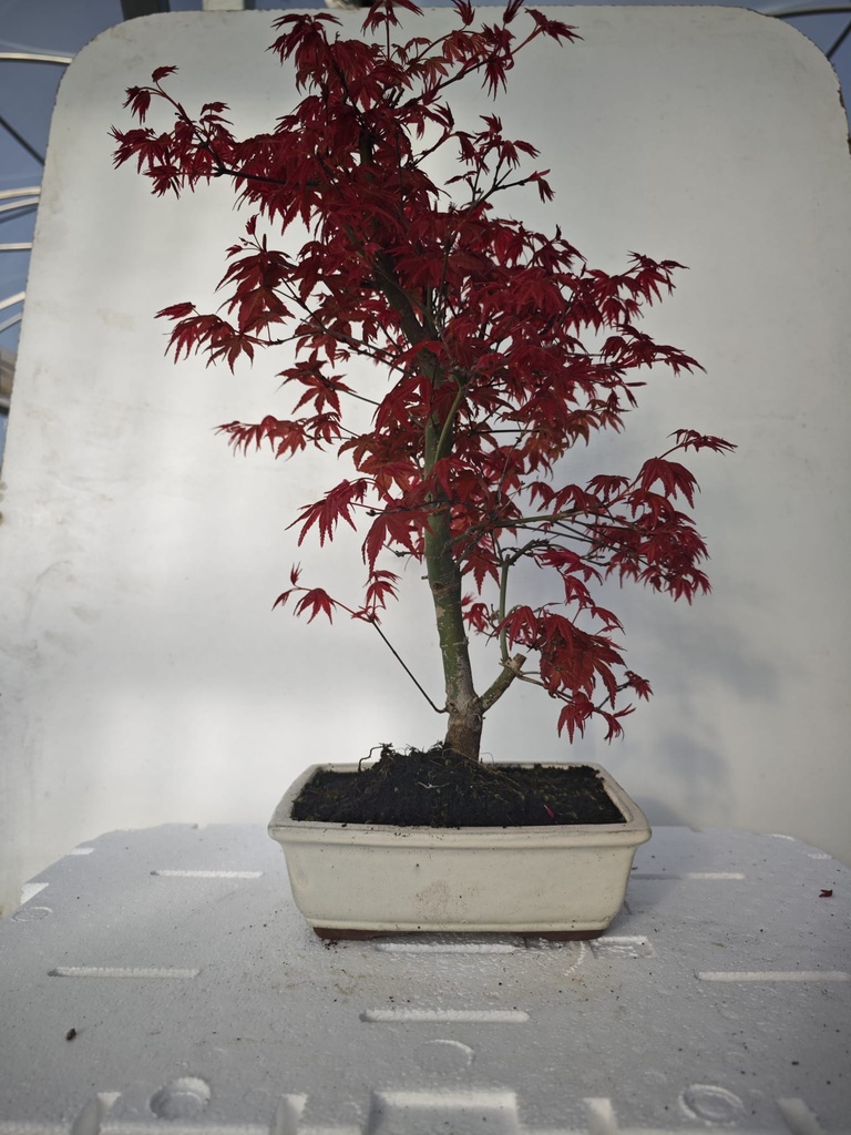 *D 27. Acer palmatum deshojo 220 euros con envio gratis peninsula.