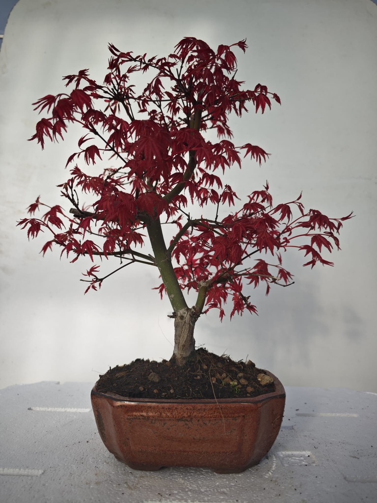 *D 28. Acer palmatum deshojo 220 euros con envio gratis peninsula.