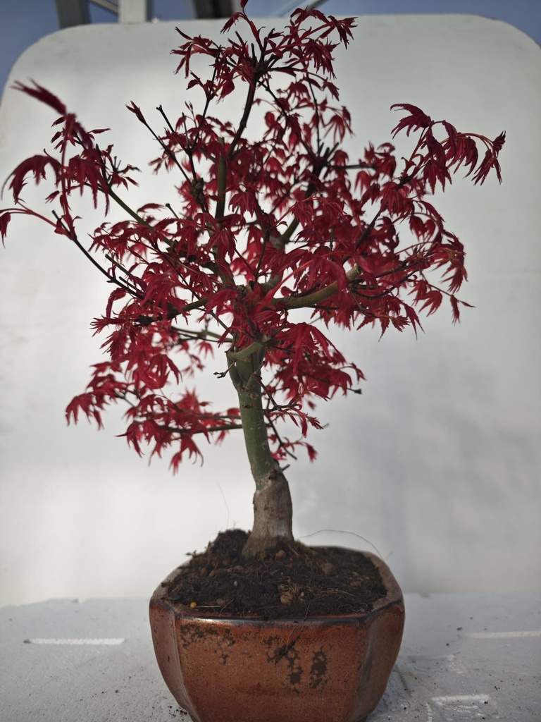 *D 28. Acer palmatum deshojo 220 euros con envio gratis peninsula.