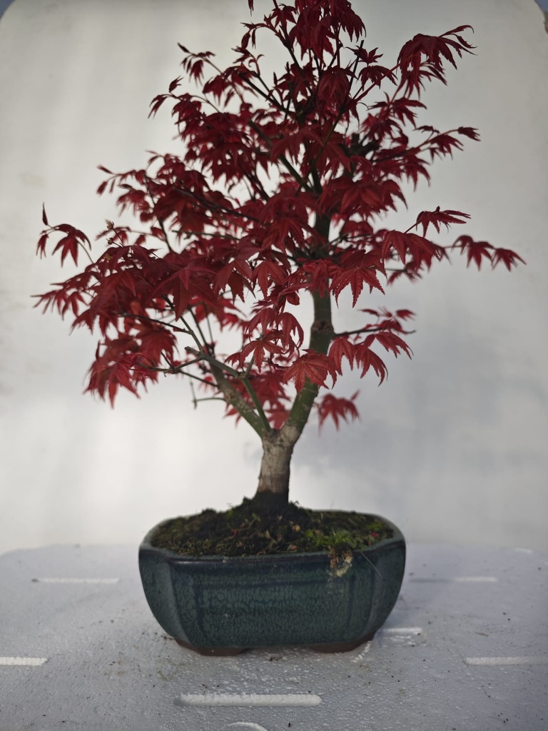 *D 29. Acer palmatum deshojo 220 euros con envio gratis peninsula.