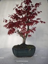 *D 29. Acer palmatum deshojo 220 euros con envio gratis peninsula.