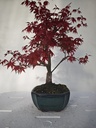 *D 29. Acer palmatum deshojo 220 euros con envio gratis peninsula.