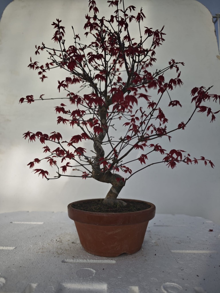 *D 33. Acer palmatum deshojo 220 euros con envio gratis peninsula.