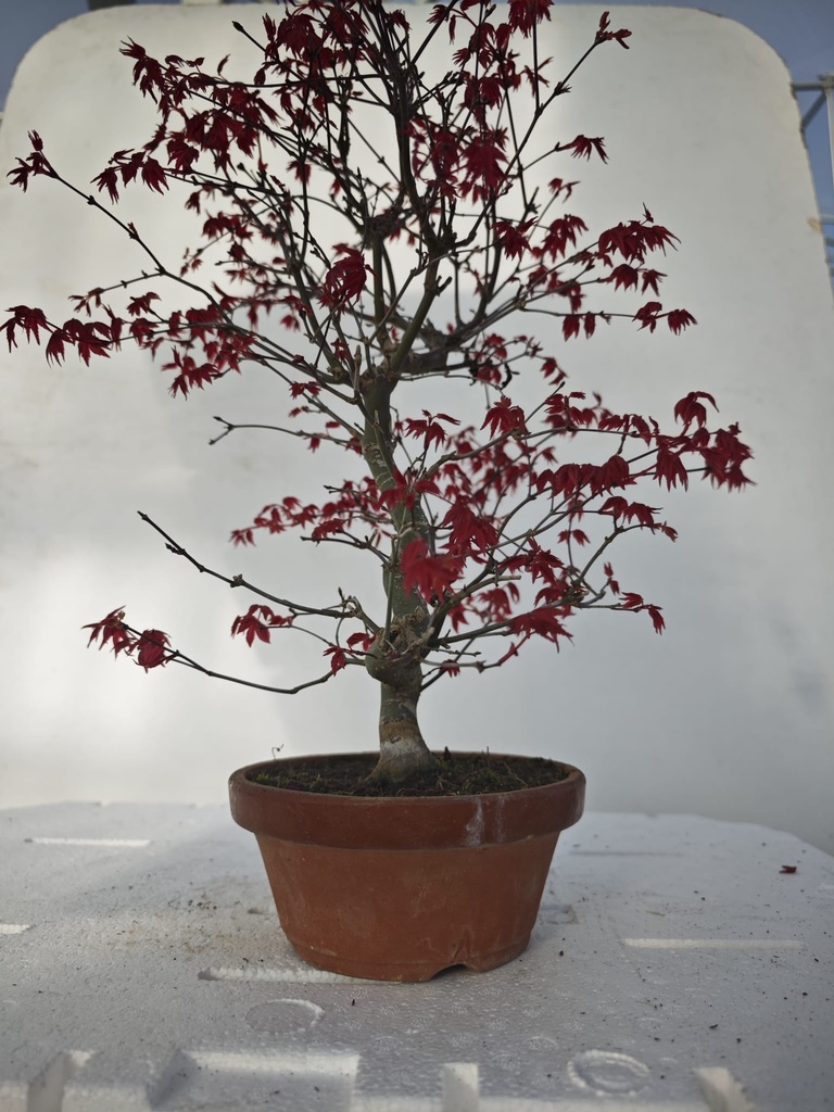 *D 33. Acer palmatum deshojo 220 euros con envio gratis peninsula.