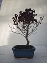 Loropetalum 45 euros con evio gratis peninsula.