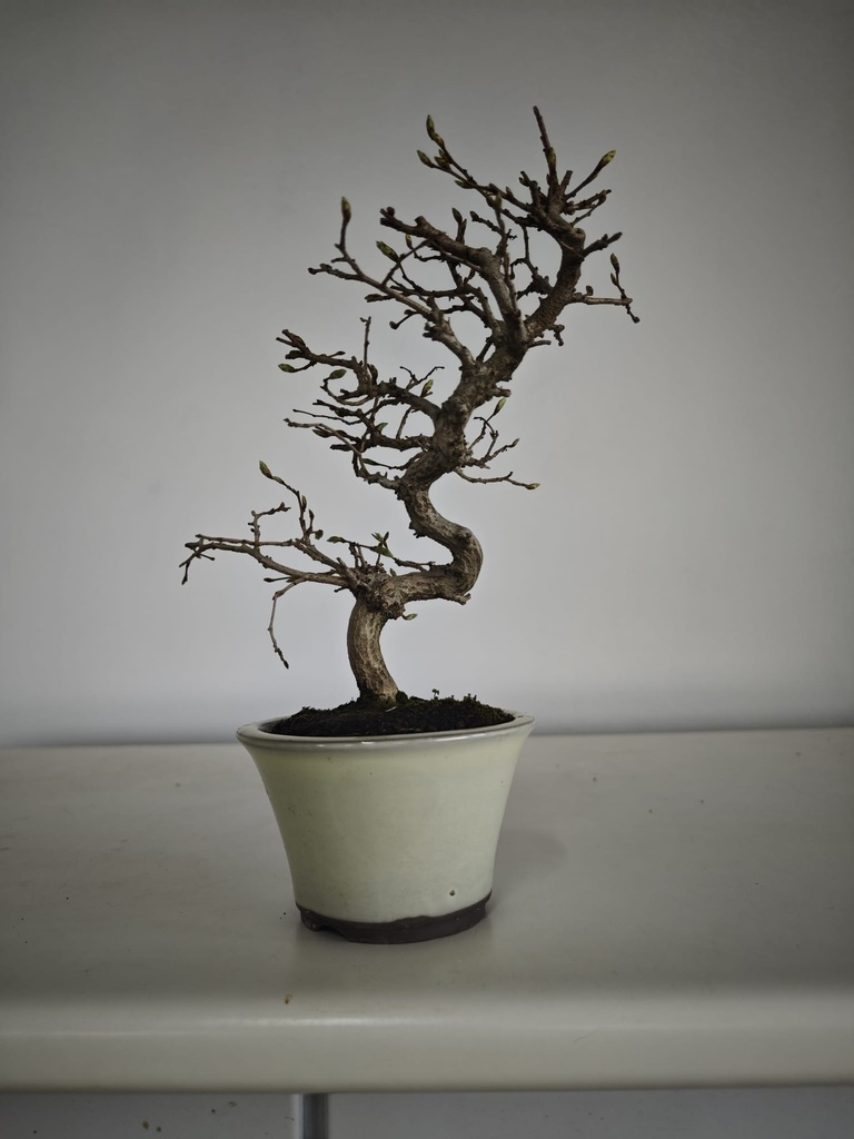 Cr 1. Crataegus cuneata 180 euros con envio gratis peninsula.