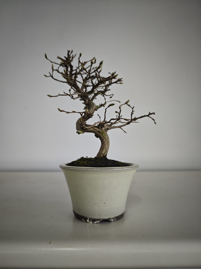 Cr 1. Crataegus cuneata 180 euros con envio gratis peninsula.