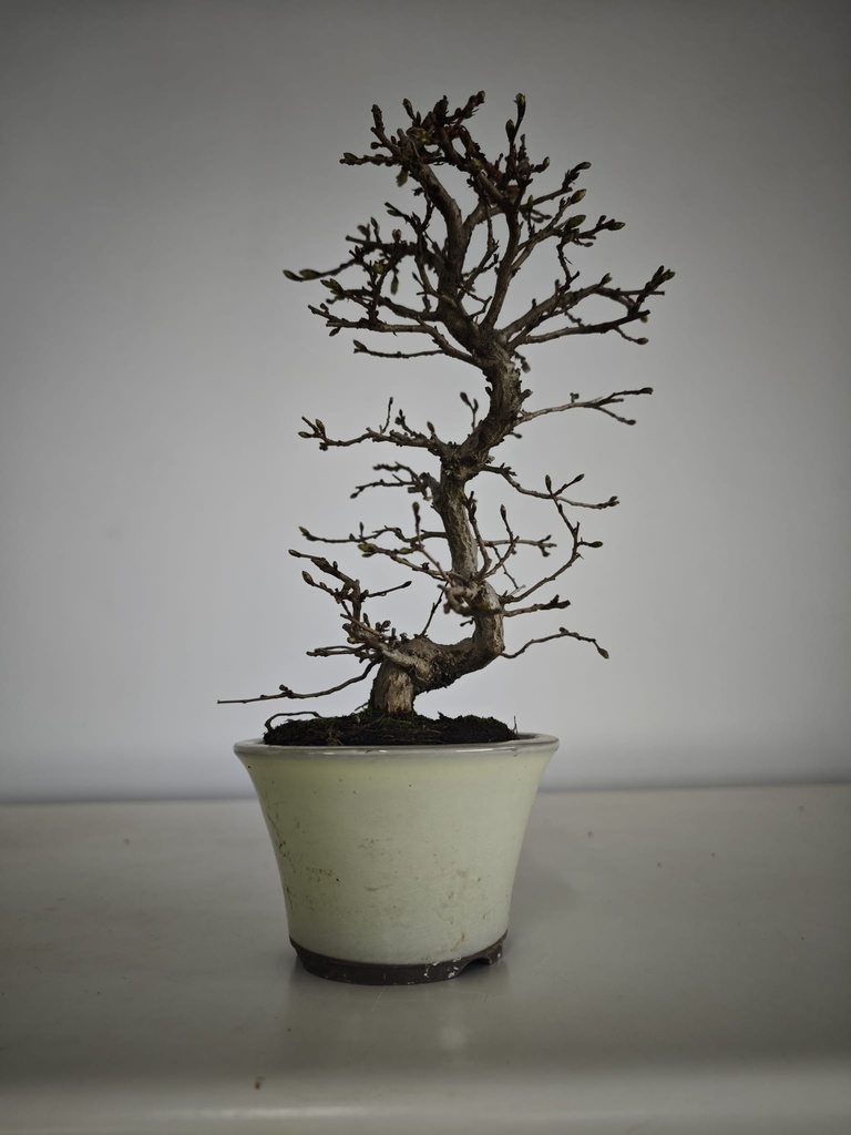 *Cr 2. Crataegus cuneata 180 euros con envio gratis peninsula.