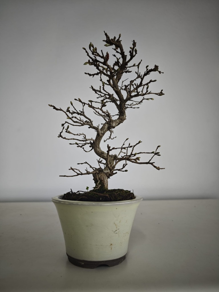 *Cr 2. Crataegus cuneata 180 euros con envio gratis peninsula.