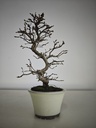 *Cr 2. Crataegus cuneata 180 euros con envio gratis peninsula.