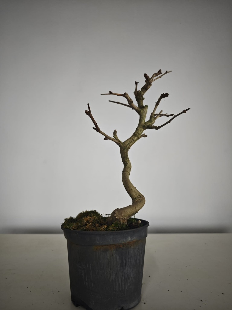 Carpinus coreana 70 euros con envio gratis peninsula.