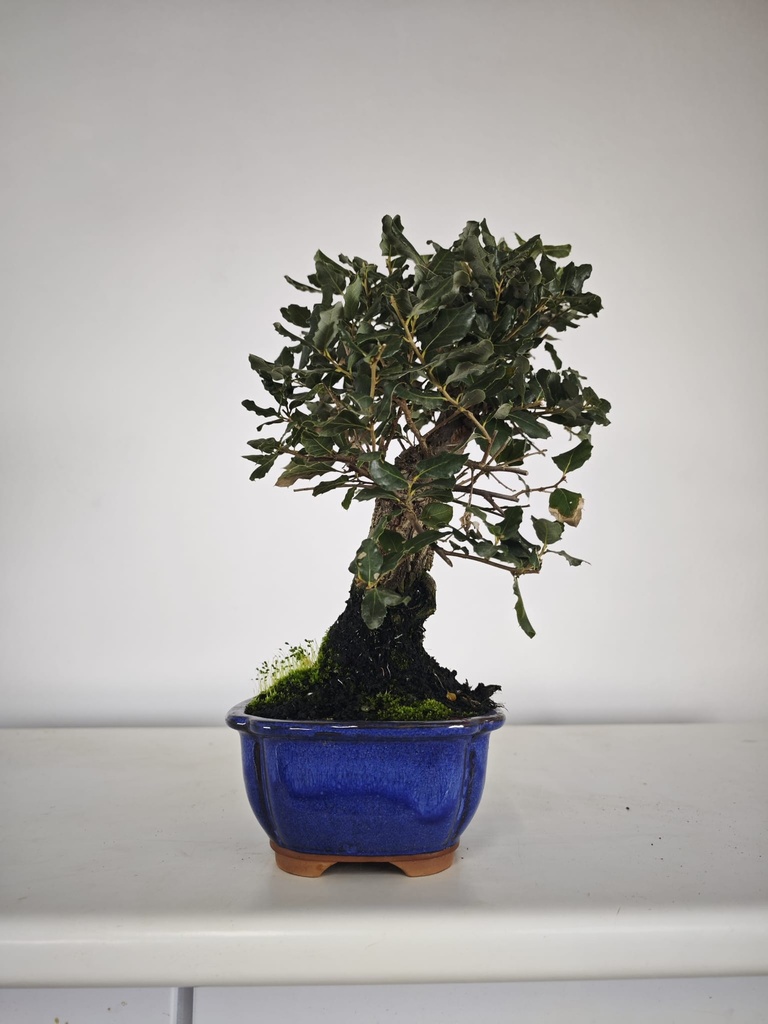 *Q 23. Quercur suber 80 euros con envio gratis peninsula.