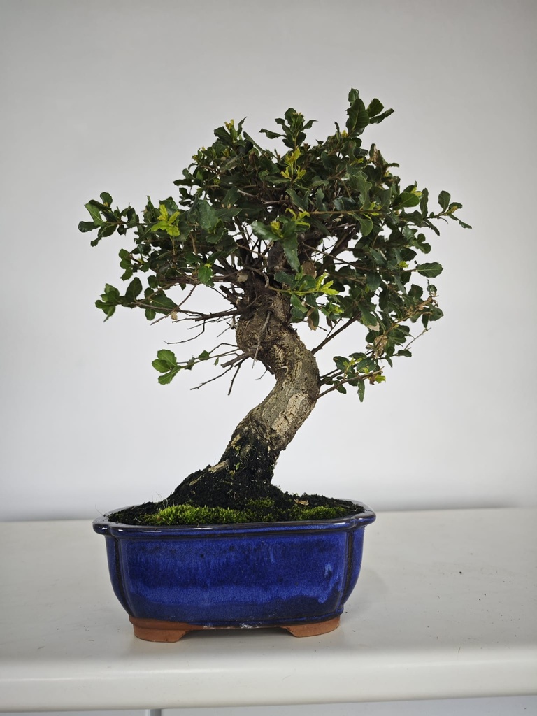 *Q 24. Quercur suber 80 euros con envio gratis peninsula.