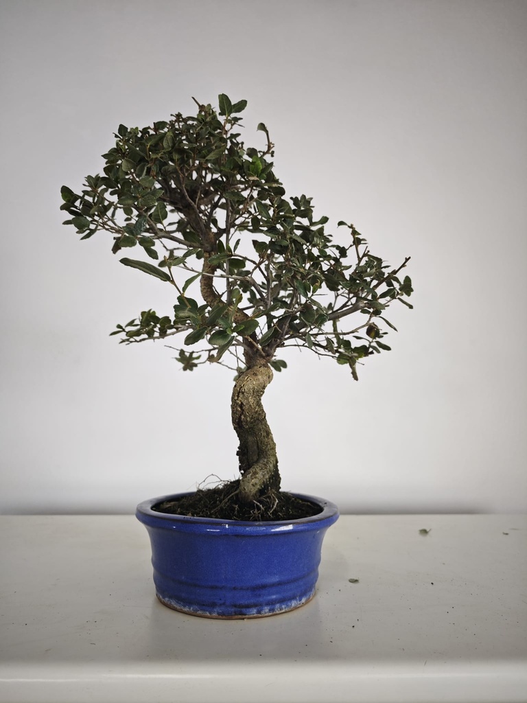 *Q 26. Quercur suber 80 euros con envio gratis peninsula.