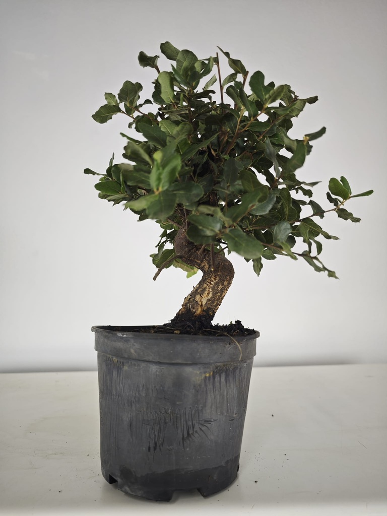 *Q 29. Quercur suber 80 euros con envio gratis peninsula.