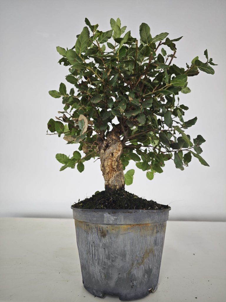 *Q 30. Quercur suber 80 euros con envio gratis peninsula.