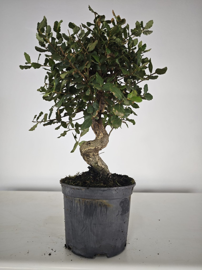 *Q 31. Quercur suber 80 euros con envio gratis peninsula.