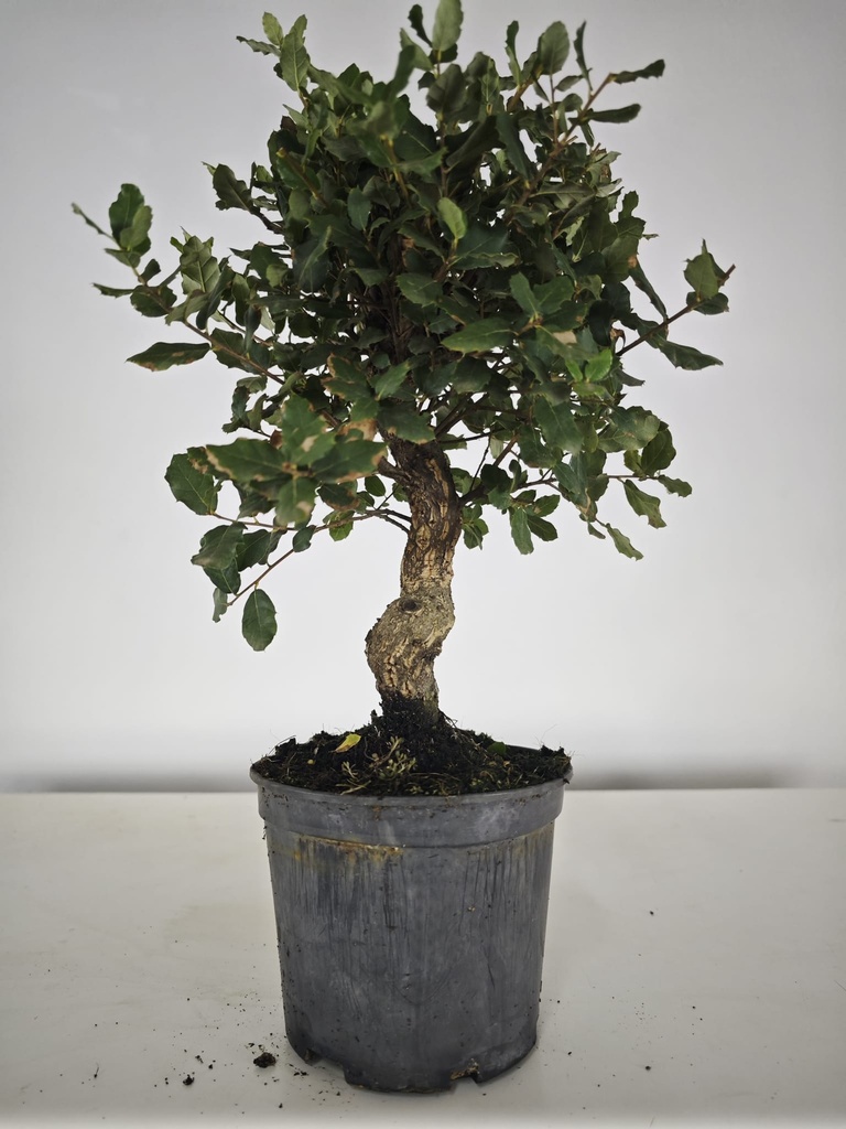 *Q 31. Quercur suber 80 euros con envio gratis peninsula.