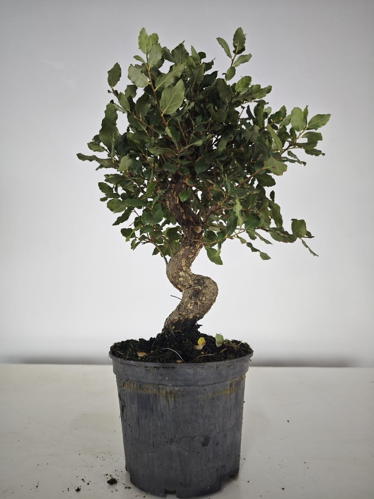 *Q 31. Quercur suber 80 euros con envio gratis peninsula.