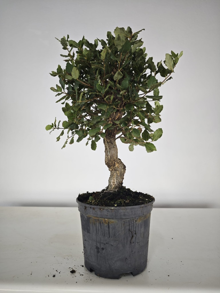 *Q 31. Quercur suber 80 euros con envio gratis peninsula.