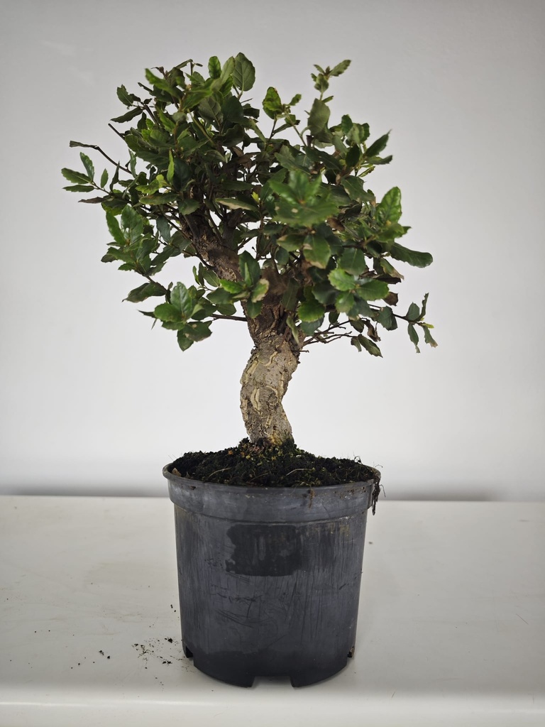 *Q 32. Quercur suber 90 euros con envio gratis peninsula.