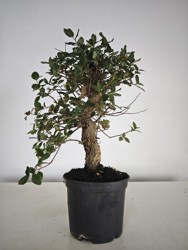 *Q 37. Quercur suber 90 euros con envio gratis peninsula.