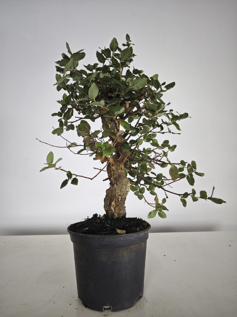 *Q 37. Quercur suber 90 euros con envio gratis peninsula.