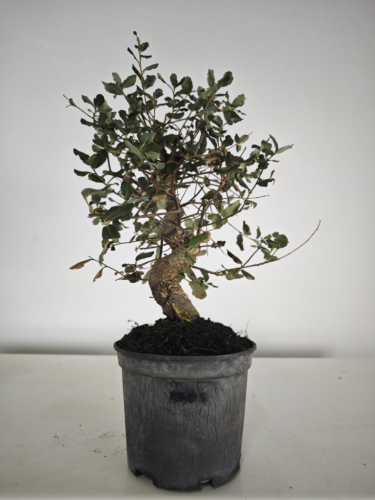 *Q 39. Quercur suber 90 euros con envio gratis peninsula.