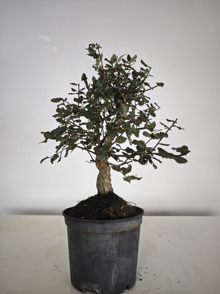 *Q 41. Quercur suber 90 euros con envio gratis peninsula.