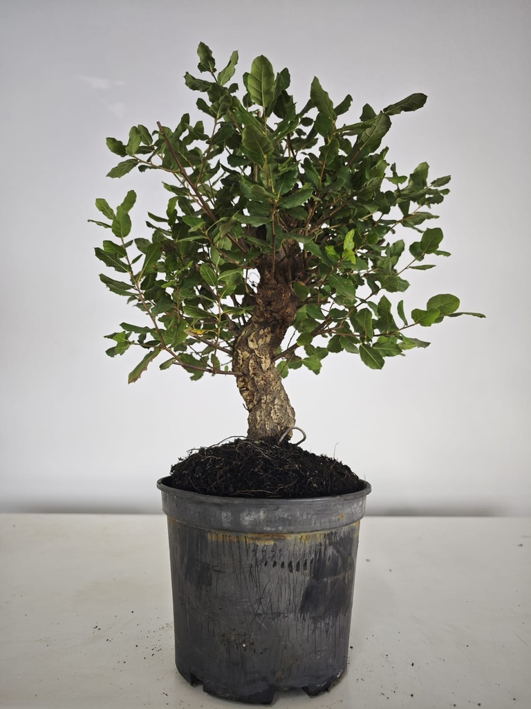 *Q 42. Quercur suber 90 euros con envio gratis peninsula.