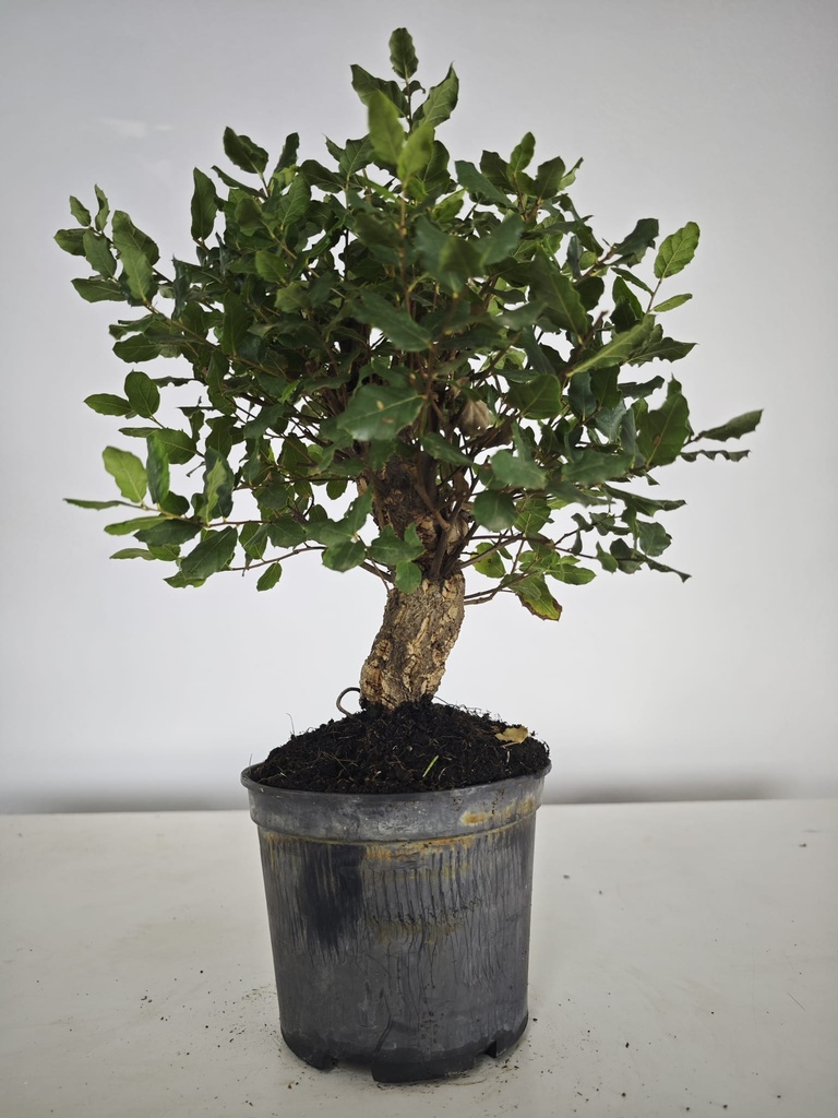 *Q 42. Quercur suber 90 euros con envio gratis peninsula.