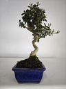 *O 12. Olea Sylvestris 45 euros con envio gratis peninsula.