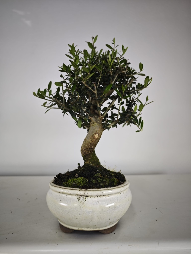 *O 13. Olea Sylvestris 45 euros con envio gratis peninsula.