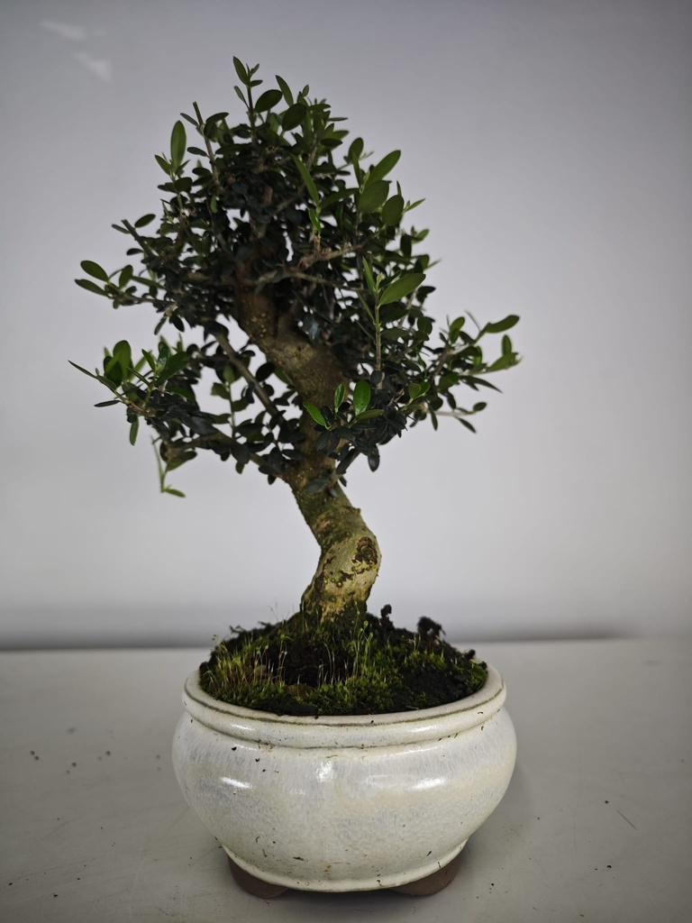 *O 13. Olea Sylvestris 45 euros con envio gratis peninsula.