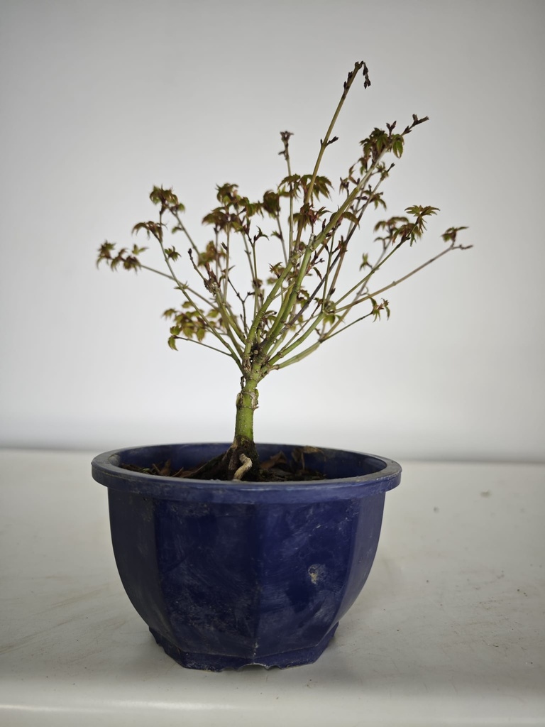 * k 2. Acer palmatum kiyohime 100 euros con envio gratis peninsula.