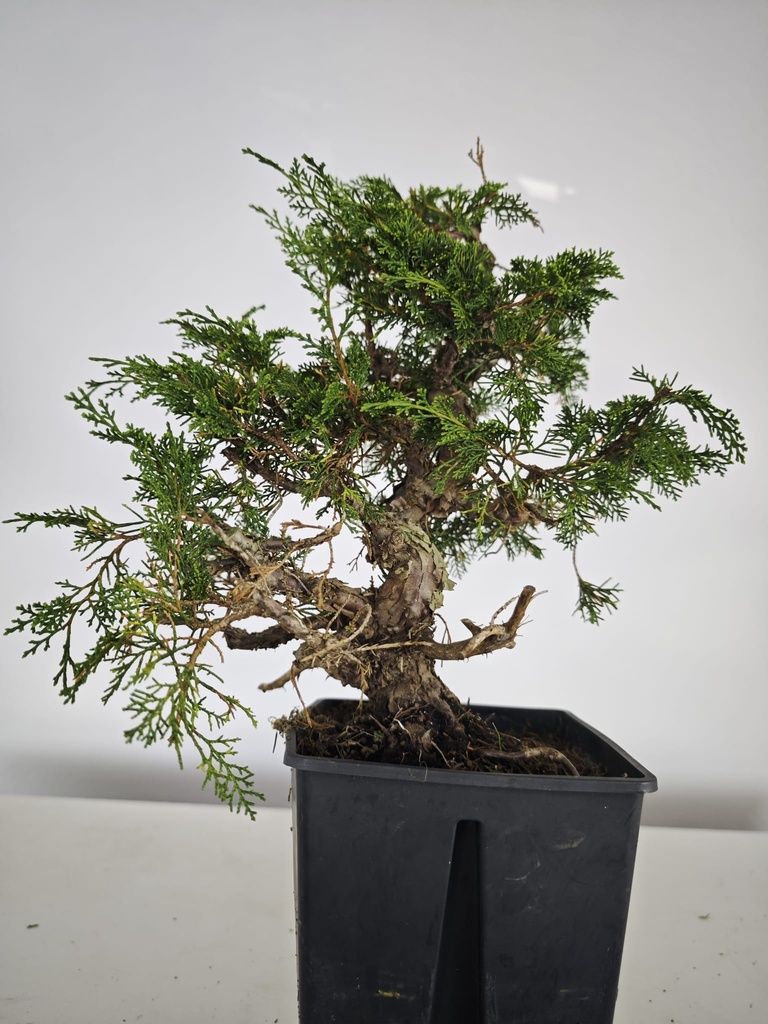 *I 2. Juniperus chinensis itoigawa 440 euros con envio gratis peninsula.