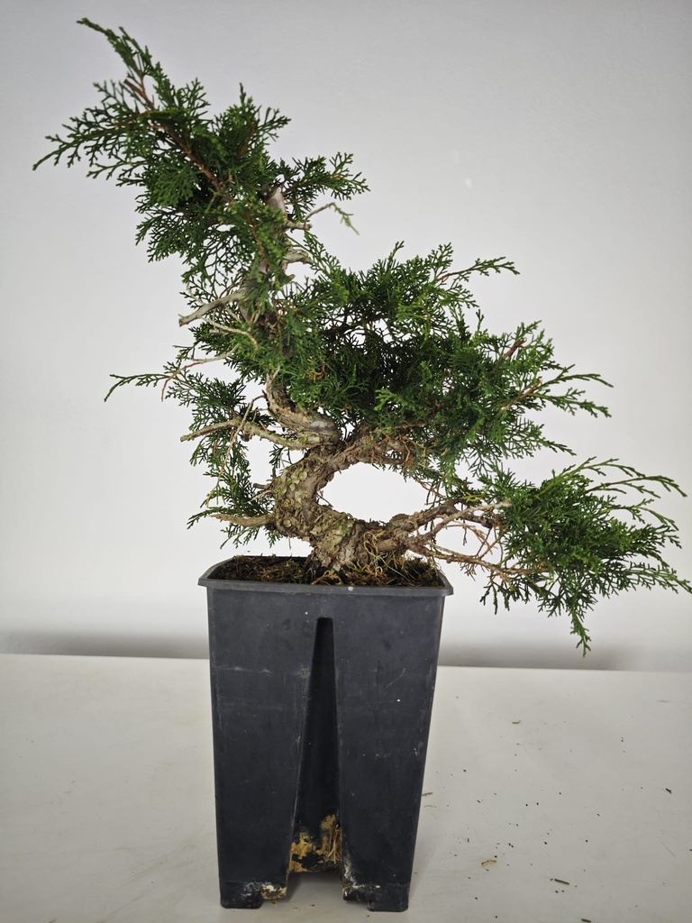 *I 3. Juniperus chinensis itoigawa 440 euros con envio gratis peninsula.