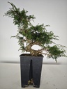 *I 3. Juniperus chinensis itoigawa 440 euros con envio gratis peninsula.