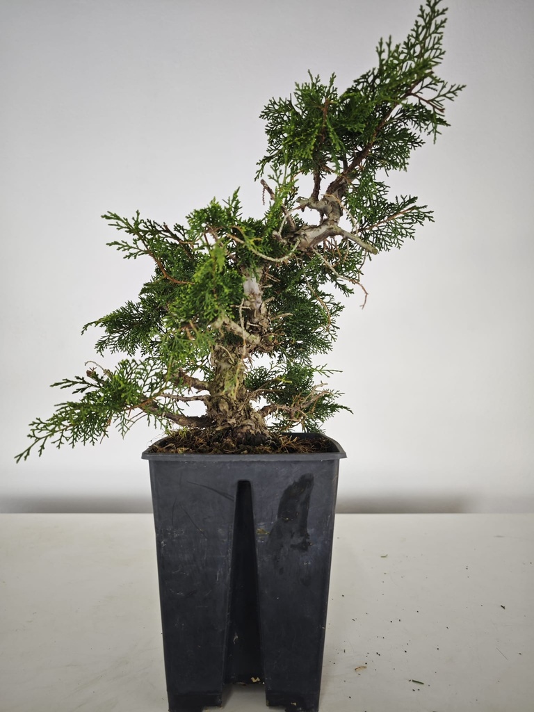 *I 3. Juniperus chinensis itoigawa 440 euros con envio gratis peninsula.