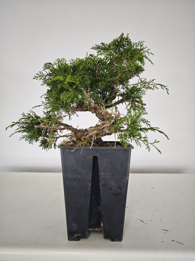 *I 3. Juniperus chinensis itoigawa 440 euros con envio gratis peninsula.